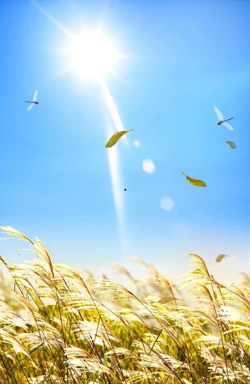 阳光正好图片,定格美好时光